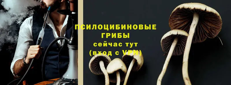 Галлюциногенные грибы Cubensis  Богучар 